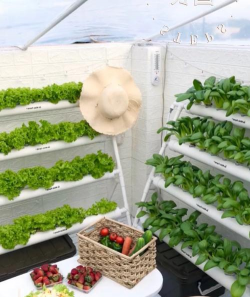 阳台夏季种什么蔬菜最好