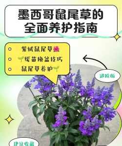 鼠尾草如何养护