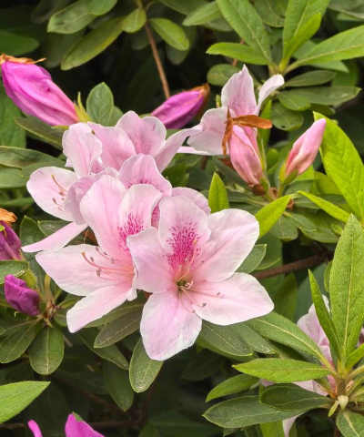 杜鹃被誉为什么花