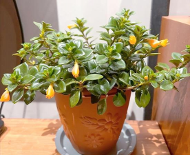 家庭养花用生根粉