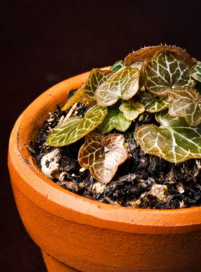 极姬虎耳怎么繁殖