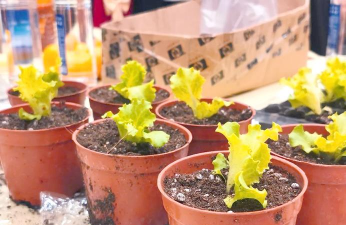 家庭养花用生根粉