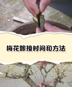 梅花用什么嫁接梅花吗