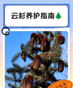 如何养云杉