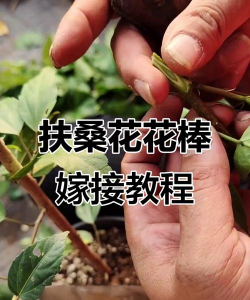 扶桑花嫁接用什么砧木