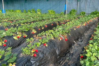 甘肃什么季节大棚种草莓