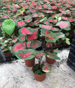 彩叶芋怎么变红