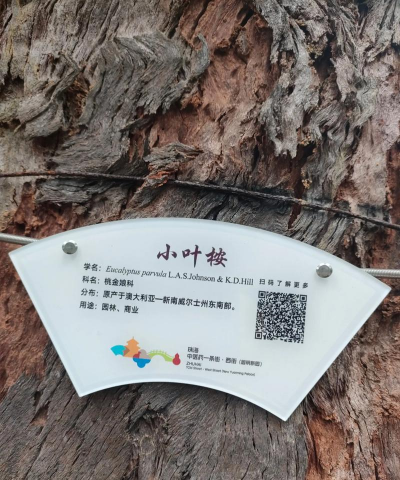 桉树有别名叫什么