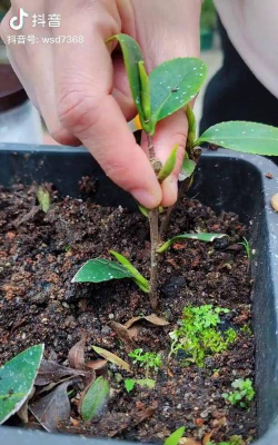 家庭养花用生根粉