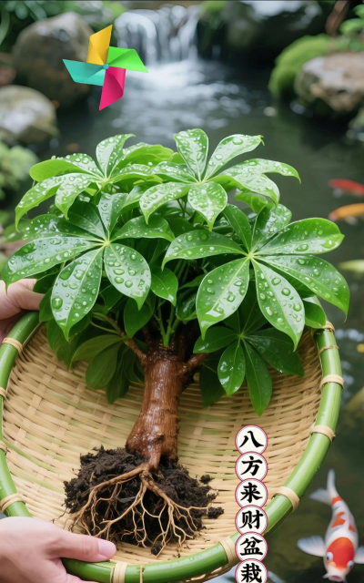 家庭养花用生根粉