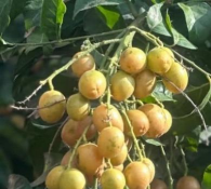 为什么黄皮树不能浇水