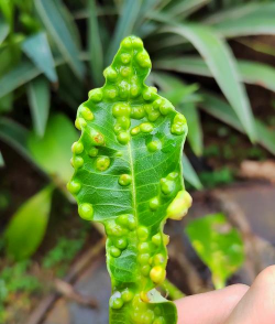 珊瑚果有什么病虫害 珊瑚果有什么病虫害