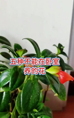 房里不能养花 房里不能养花