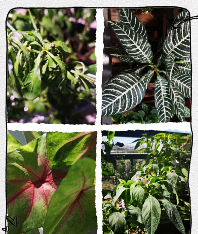 家庭养花用生根粉