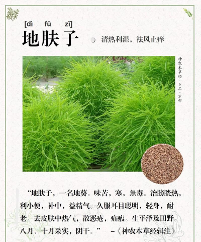 地肤怎么不发芽