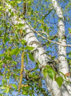 白杨树什么时候开花