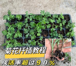 雏菊如何扦插