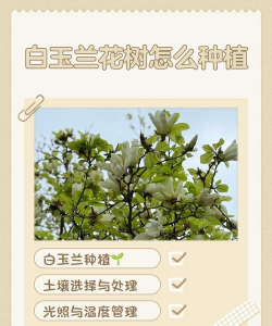 如何种植白玉兰