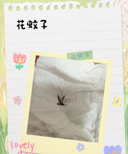 楼上养花蚊子