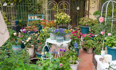 家庭养花用生根粉