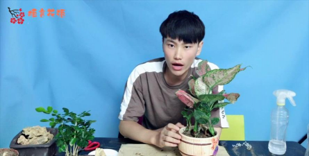 家庭养花用生根粉