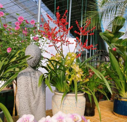 家庭养花用生根粉