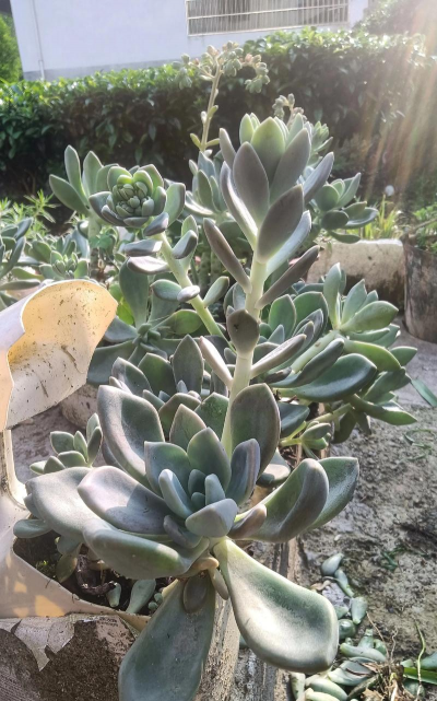 家庭养花用生根粉