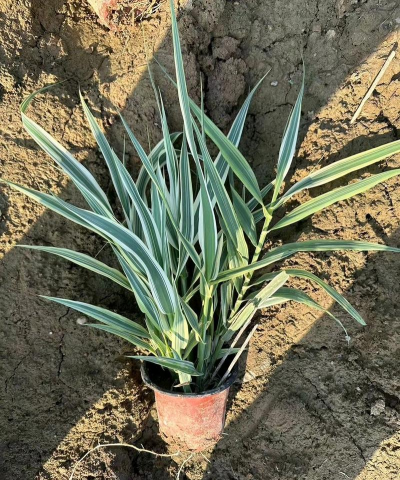 花叶芦竹的花什么颜色