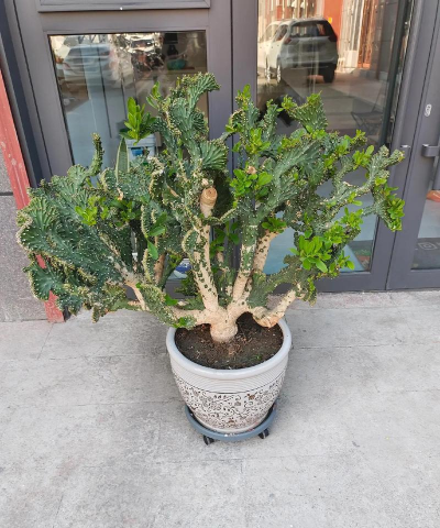 家庭养花用生根粉