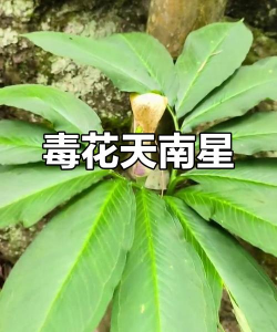 天南星什么样花