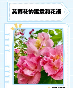 芙蓉花象征什么意义