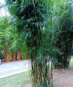 琴丝竹意味着什么