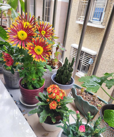 家庭养花用生根粉