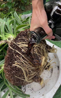 家庭养花用生根粉