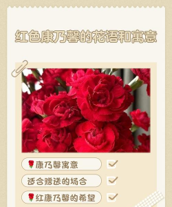 红康乃馨花象征什么意义