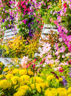 家庭养花用生根粉