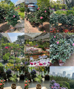 家庭养花用生根粉