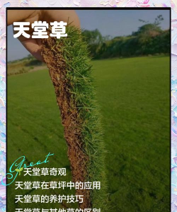 天堂草如何繁殖