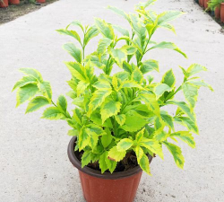 金叶连翘如何养