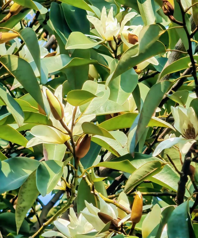 怎样种深山含笑