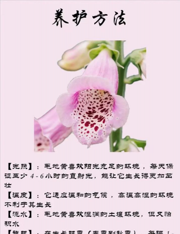 毛地黄什么时候定植