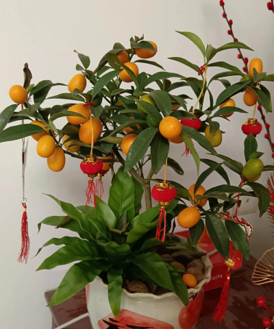 送年花寓意是什么