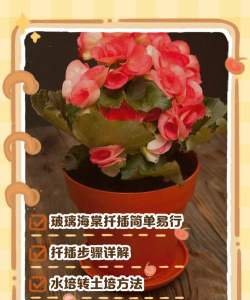 家庭养花用生根粉