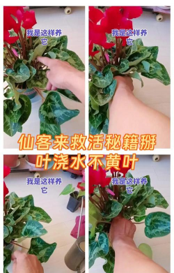 家庭养花用生根粉