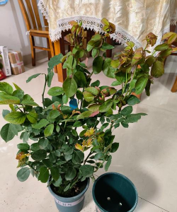 家庭养花用生根粉