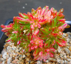 球松开花有什么影响