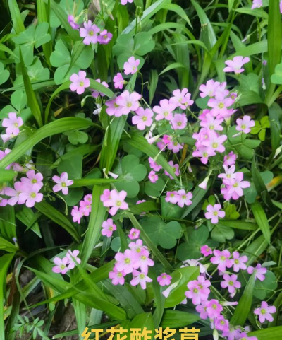 红花酢浆草属于什么类