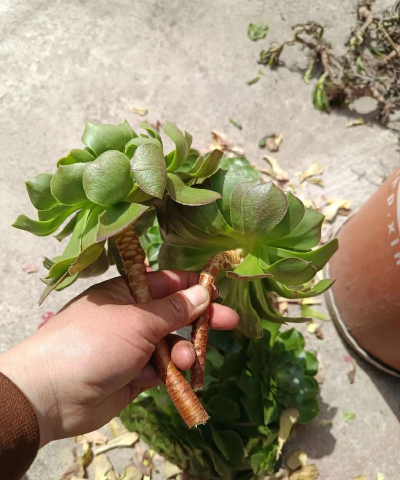 家庭养花用生根粉