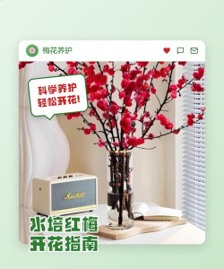 红梅如何养护开花