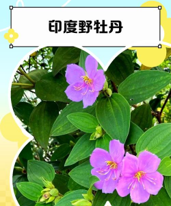 印度的国花是什么花啊